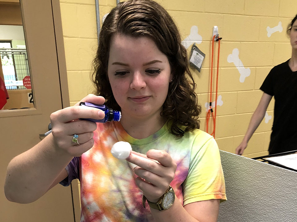 Undergraduate researcher Maddie Pattillo adds essential oil to a cotton ball as part of a scent enrichment study