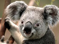 A picture of a Koala Bear