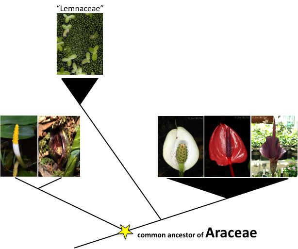 araceae