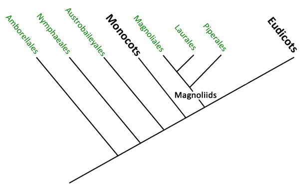 Basal Angiosperms graph