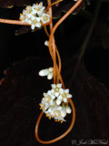 Photo of Beaked Dodder: Cuscuta rostrata