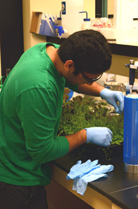Photo of Sid Patel collecting seedlings for RNA isolation