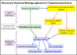 Graph of the discovery Chemical Biology approach in Trypanosoma brucei
