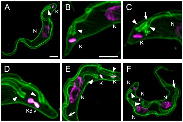 Photo collage of Kinetoplasts division cycle visualized by fluorescence microscopy