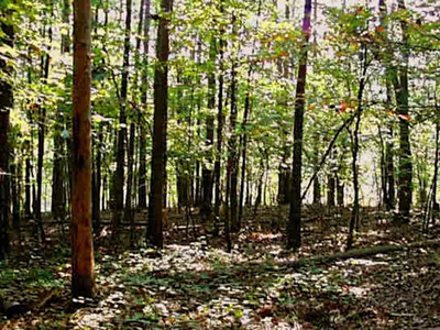 Photo of Georgia native trees