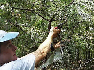 Photo of cutting a tree branch to use as a sample