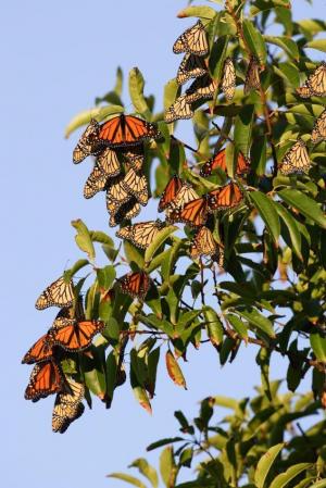 monarchcluster