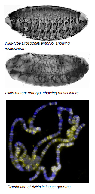 Three images, top to bottom: Wild-type Drosophila embryo, showing musculature; akirin mutant embryo, showing musculature; Distribution of Akirin in insect genome