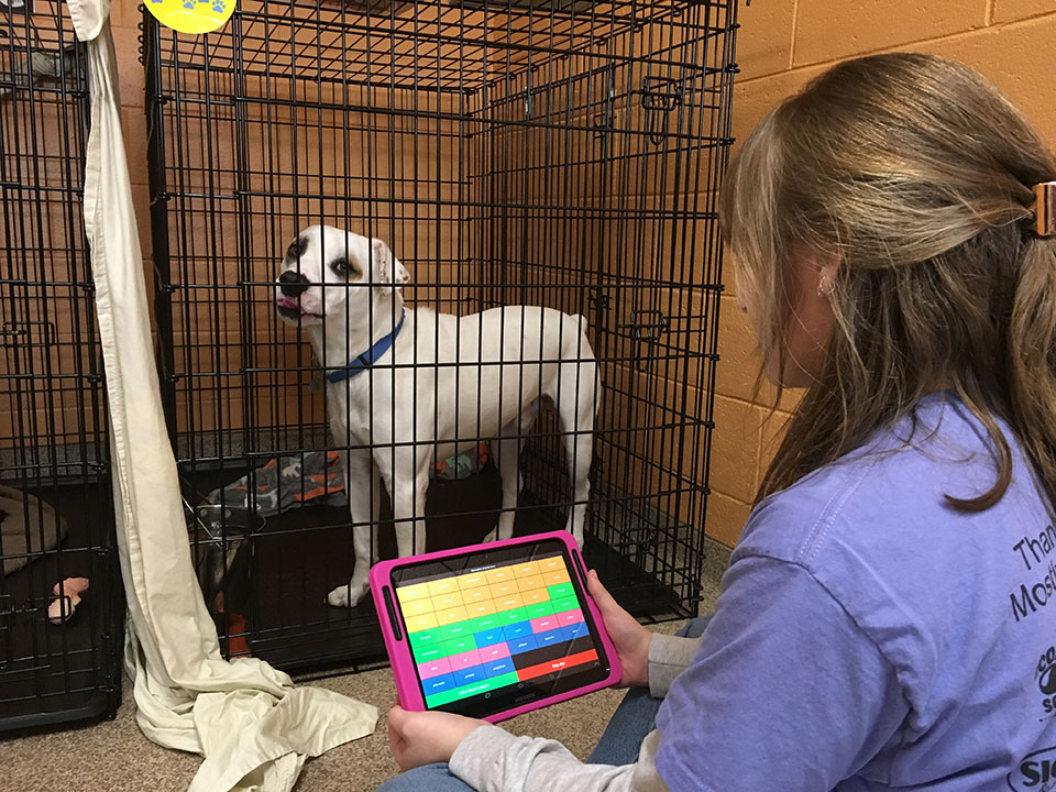 Research assistant Christina Walthers collects behavioral data on a kenneled dog at Mostly Mutts