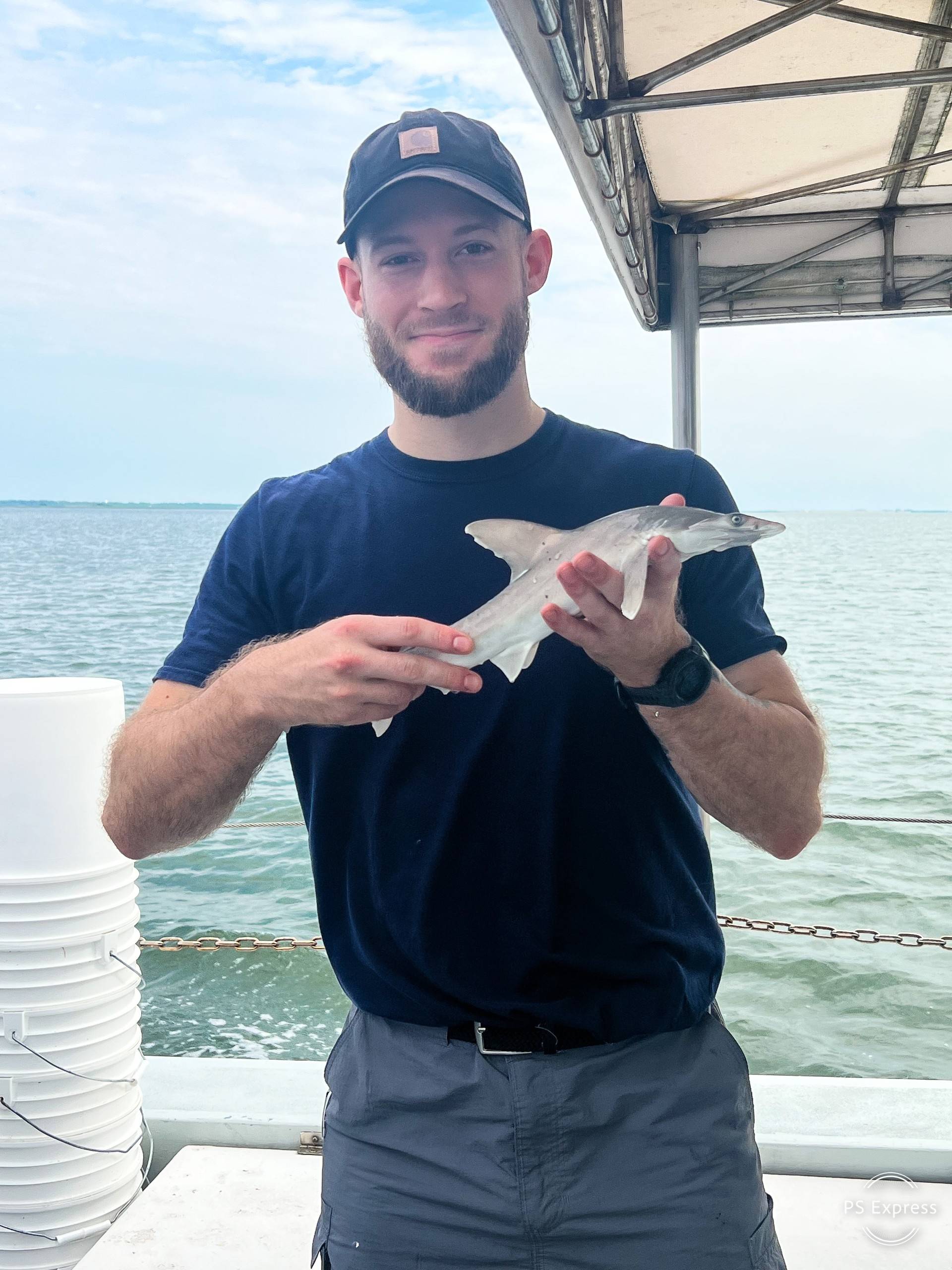 shark
