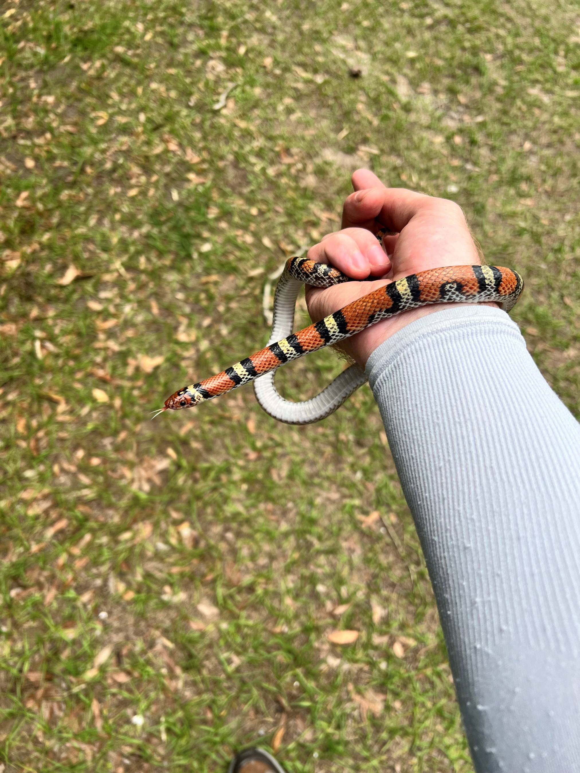 ben_scarletsnake
