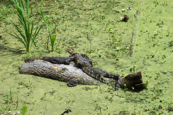 Photo of Alligator pile at at Harris Neck NWR near Savannah, GA