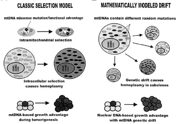 Figure 1 is illustrations of cancer mutations