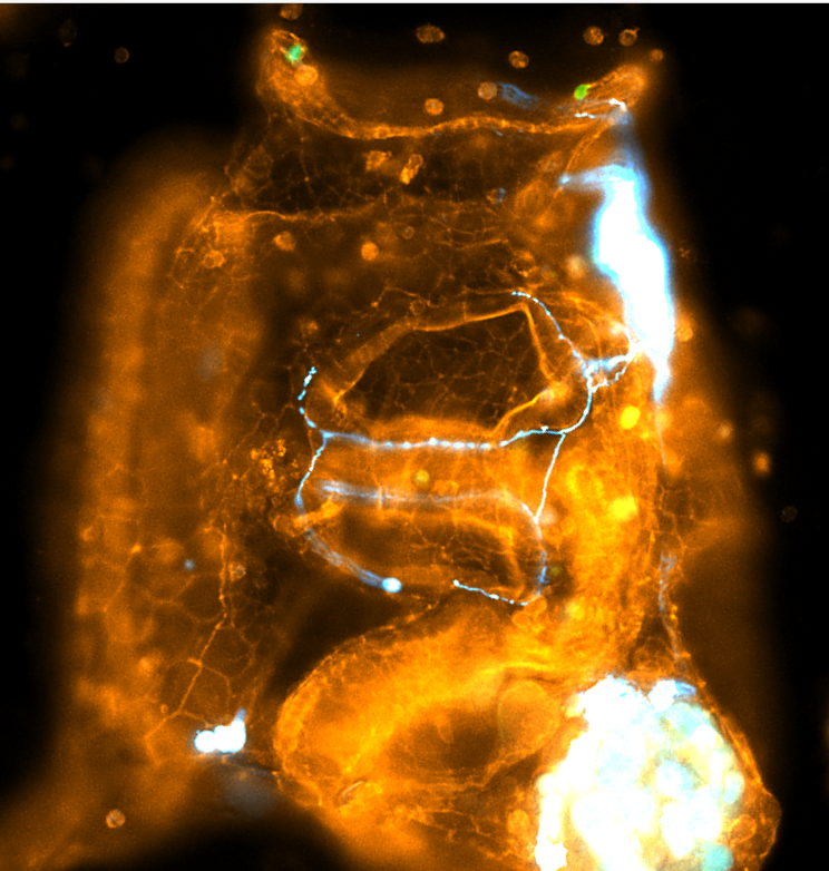 Juvenile Tunicate
