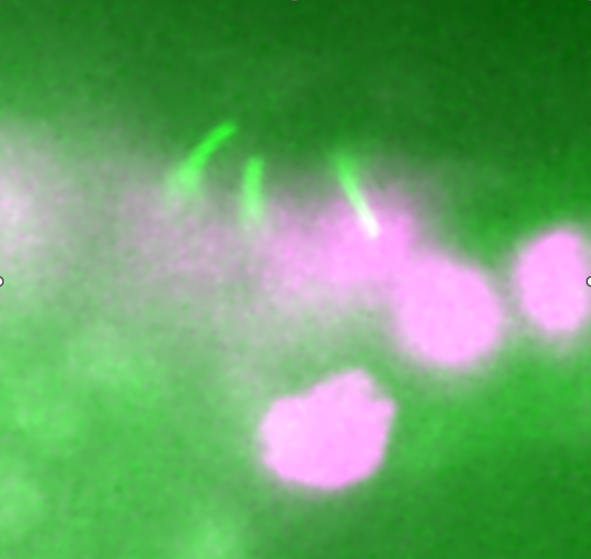 cilia