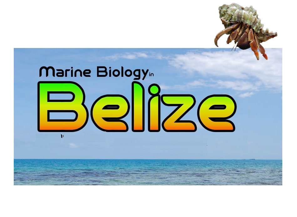 Marine Biology in Belize