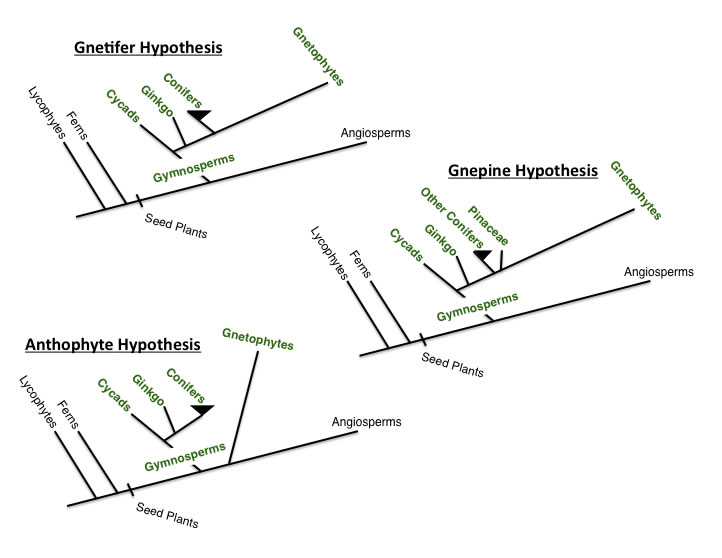 gnetohypotheses