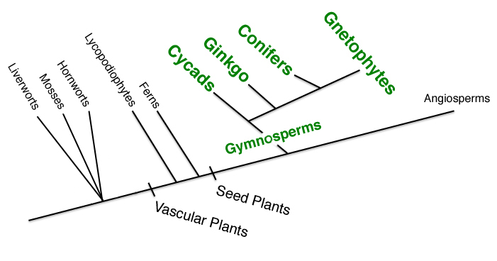 gymnosperm seed diagram