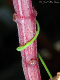 Photo of Cassytha filiformis haustoria