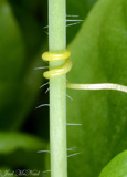 Photo of stem