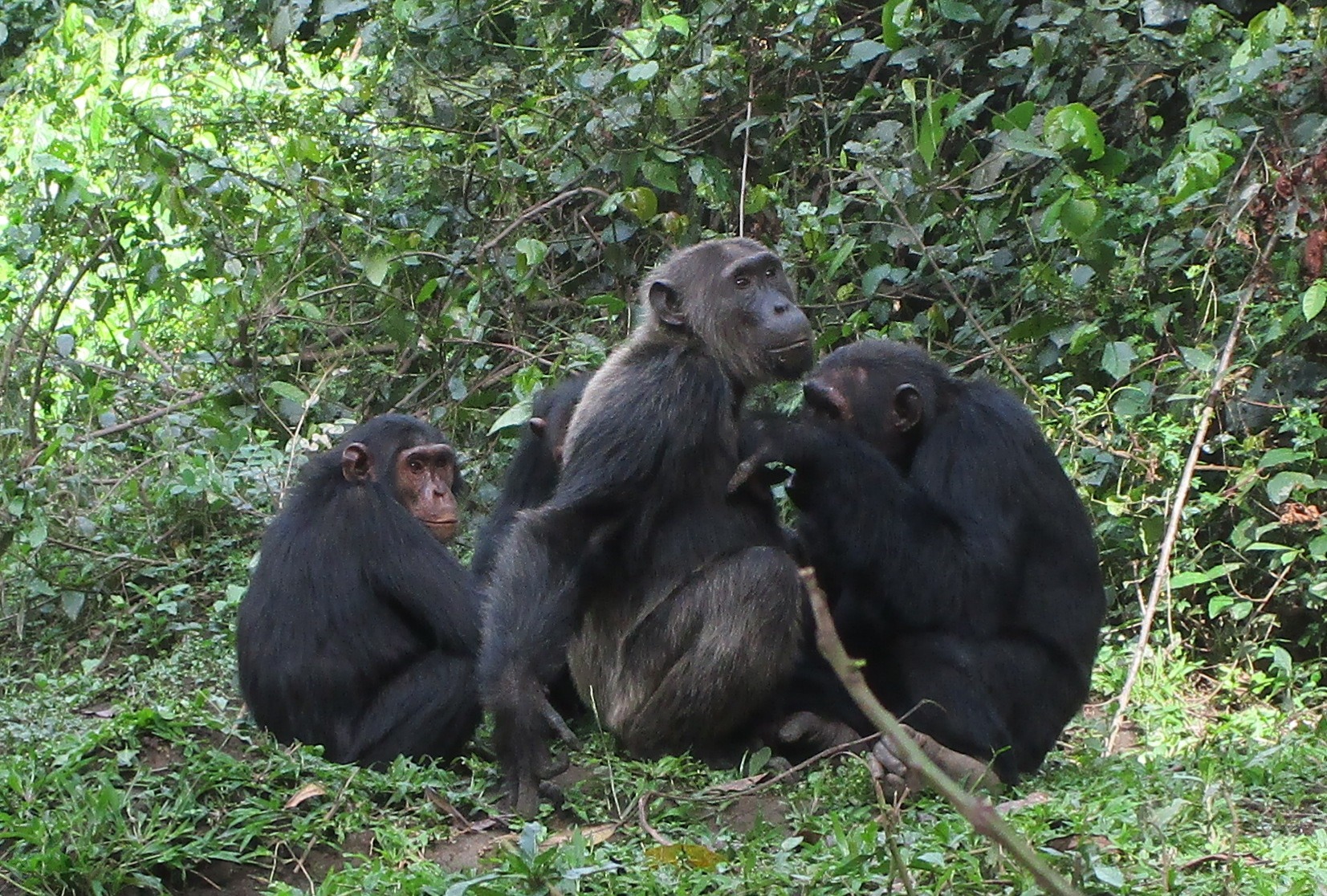 chimpanzees grooming