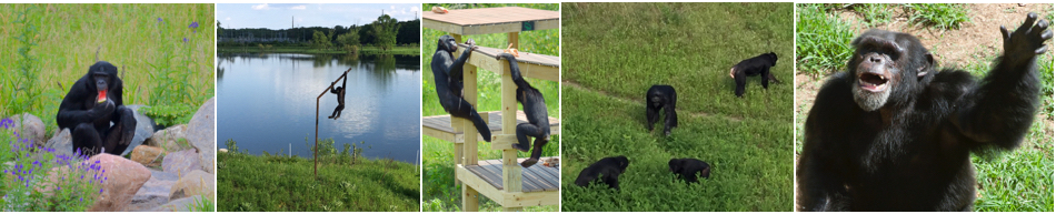 Chimpanzee and bonobo social behavior examples