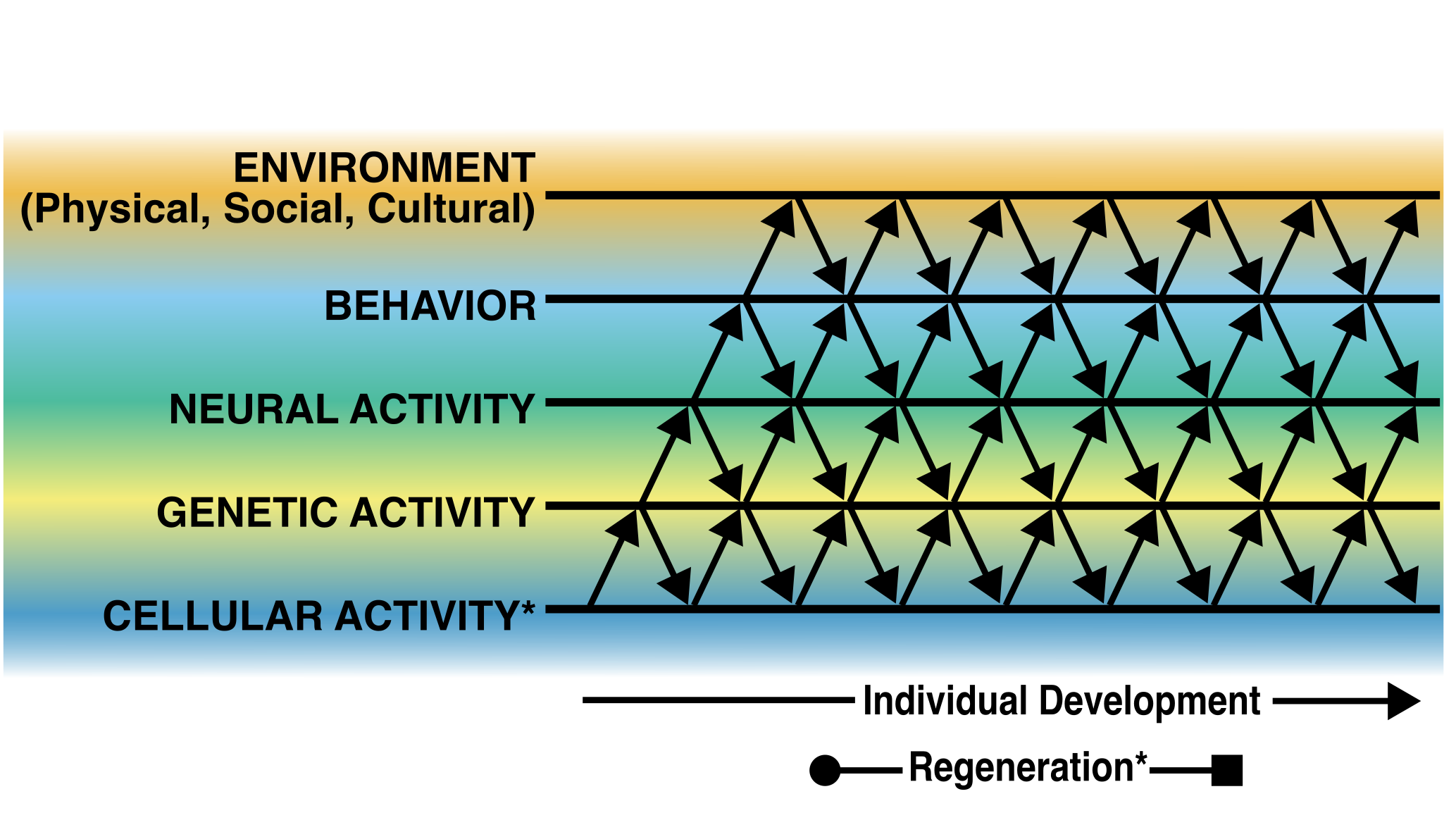 probablisitic regenesis framework