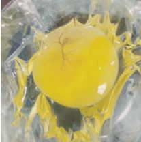 Avian embryo on egg yolk