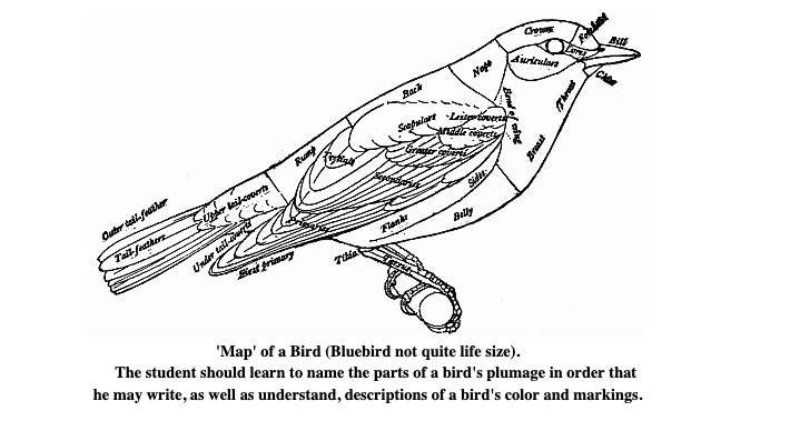 Bird Map