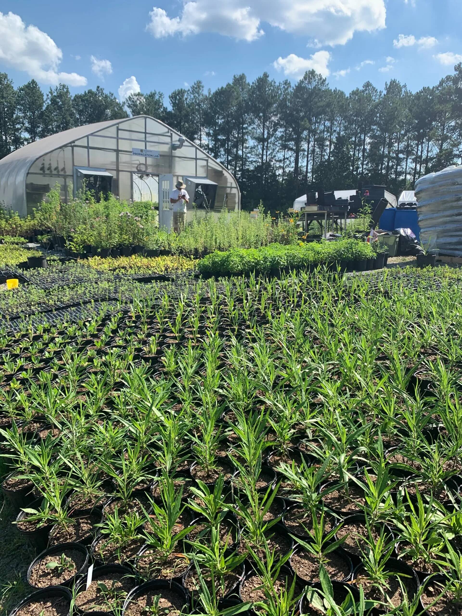 photo of native plant propagation at SEPAL