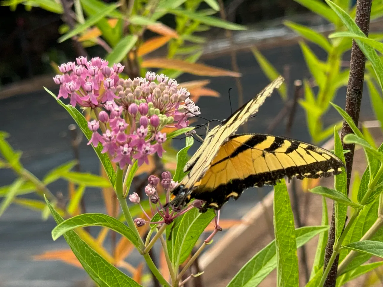 tiger swallowtail on native milkweek