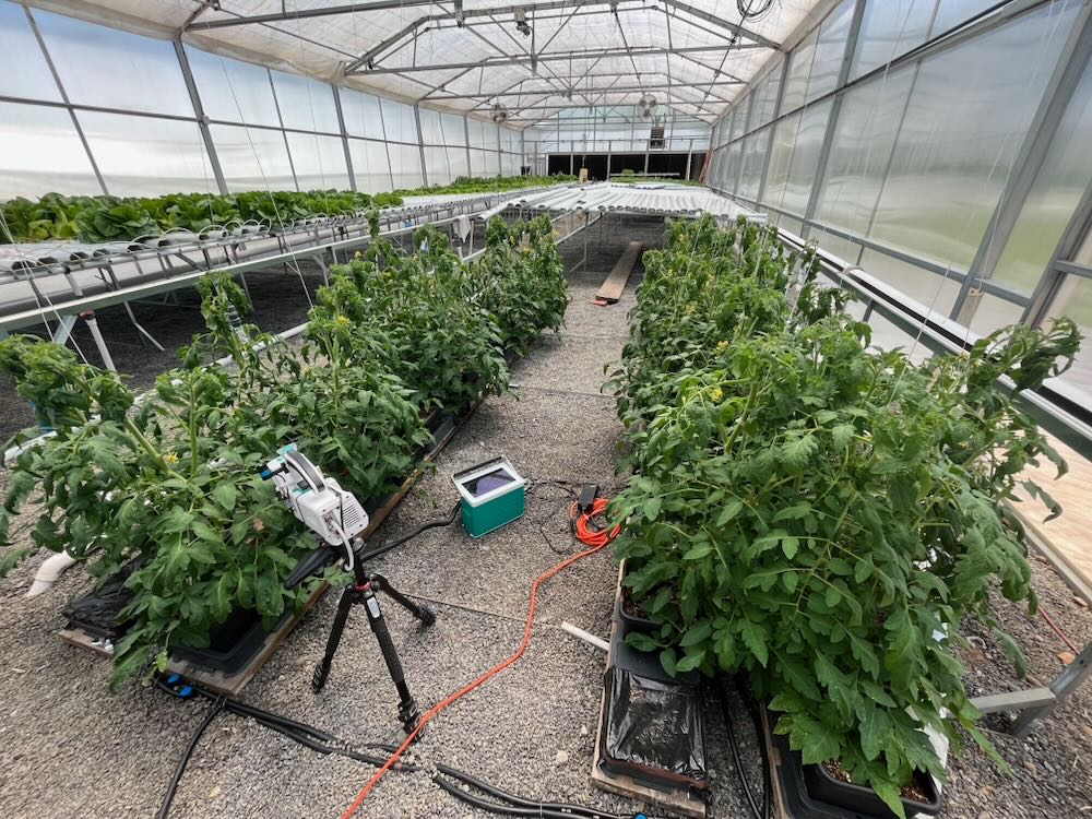 rows to tomatoes in the hydroponic lab
