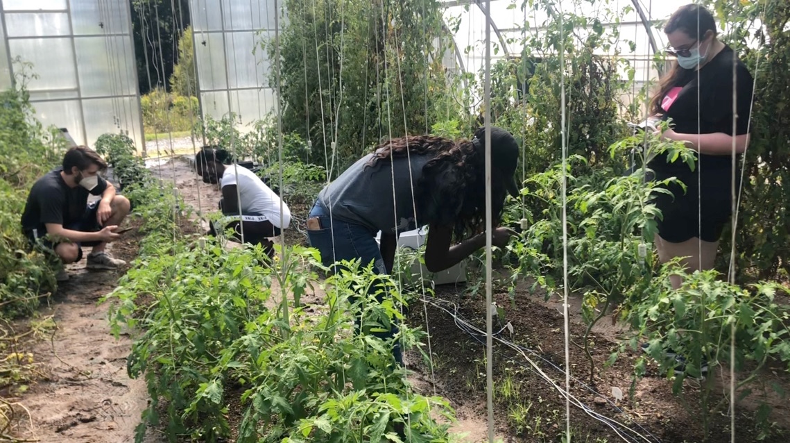 students collected data on tomato plants