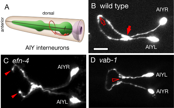Image of AIY neurons in wild type, efn-4, and vab-1 mutants