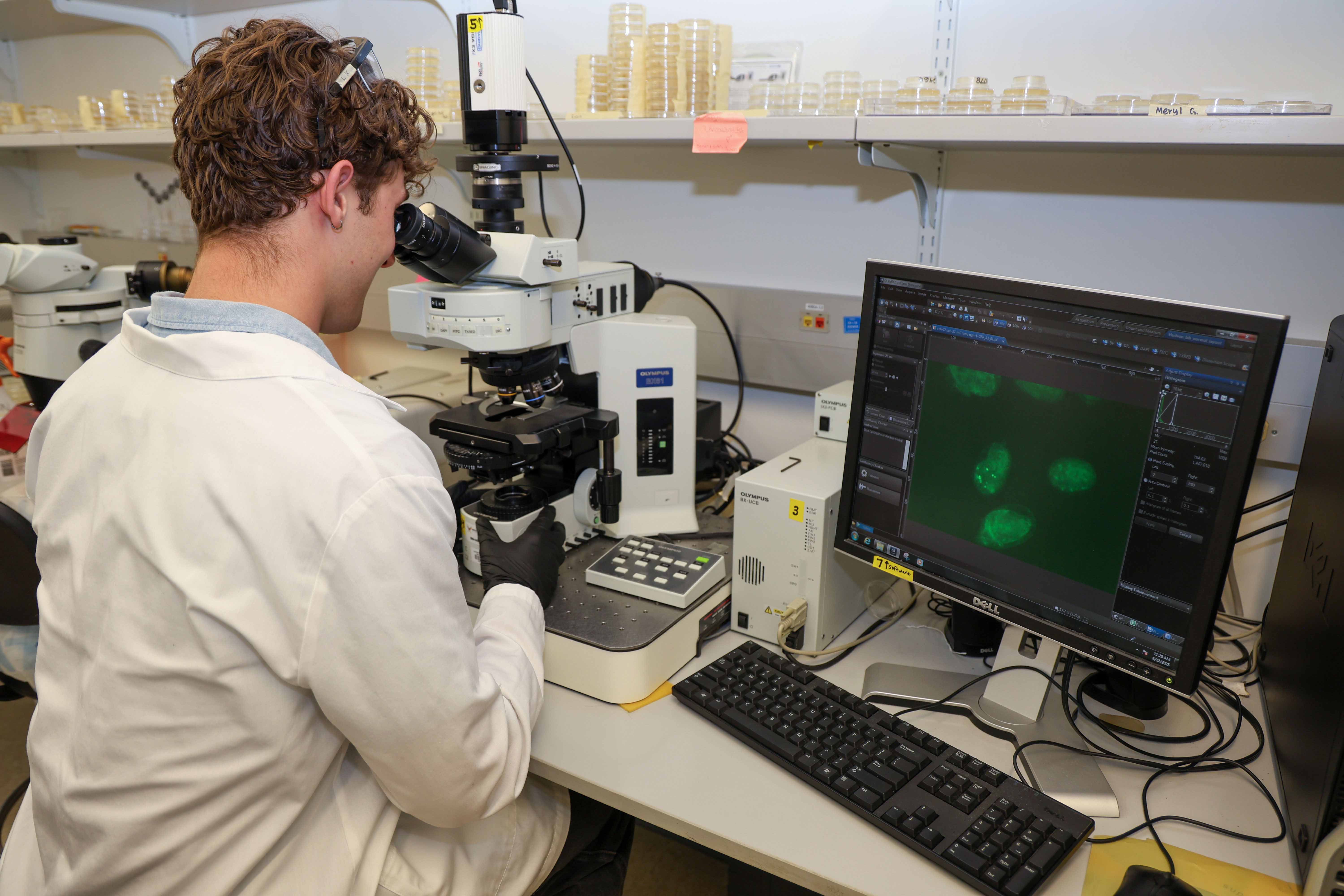 Photograph of a student working at a fluorescence microscope