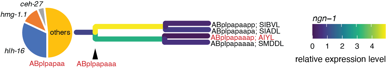 Graphic showing highest expression transcription factors in the AIY grandparent neuroblast
