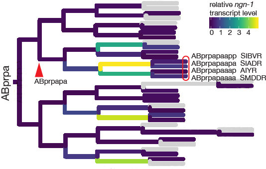 ngn-1 expression in the AIY cell lineage