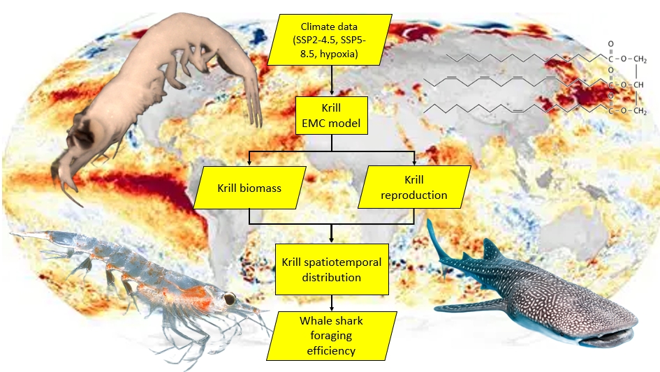 Krill, water temperature, whale sharks, and chemistry