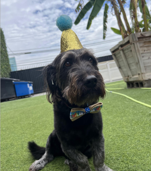 Black dog with birthday hat