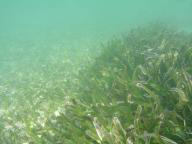 Photo of animals seeking shelter and food in seagrass beds
