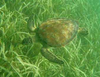 Photo of A green sea turtle (Chelonia mydas) foraging on turtlegrass (Thalassia testudinum).
