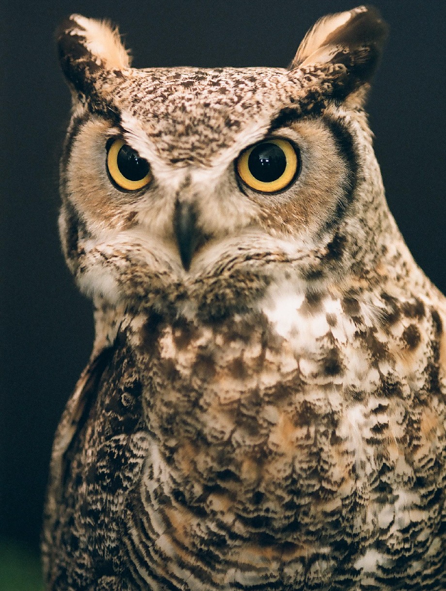 Sturgis the Owl